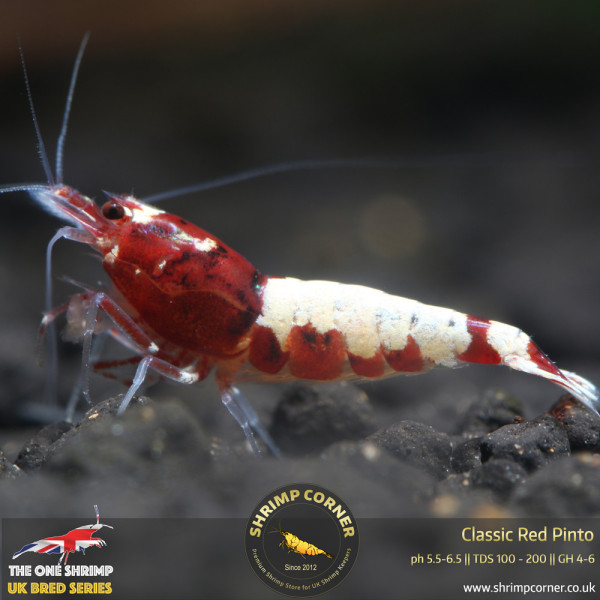 Classic Red Pinto Shrimp