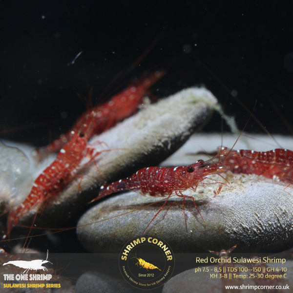Red Orchird Sulawesi Shrimp @ Shrimp Corner