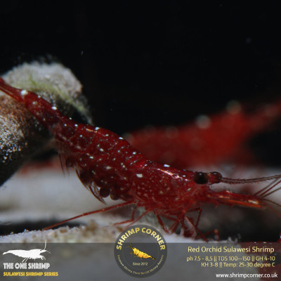 Red Orchird Sulawesi Shrimp @ Shrimp Corner