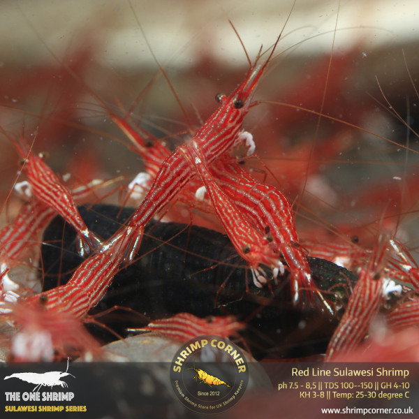 Red Line Sulawesi Shrimp