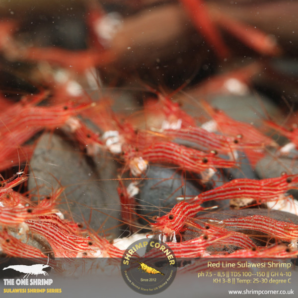 Red Line Sulawesi Shrimp