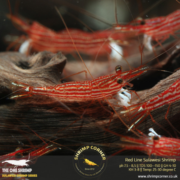 Red Line Sulawesi Shrimp