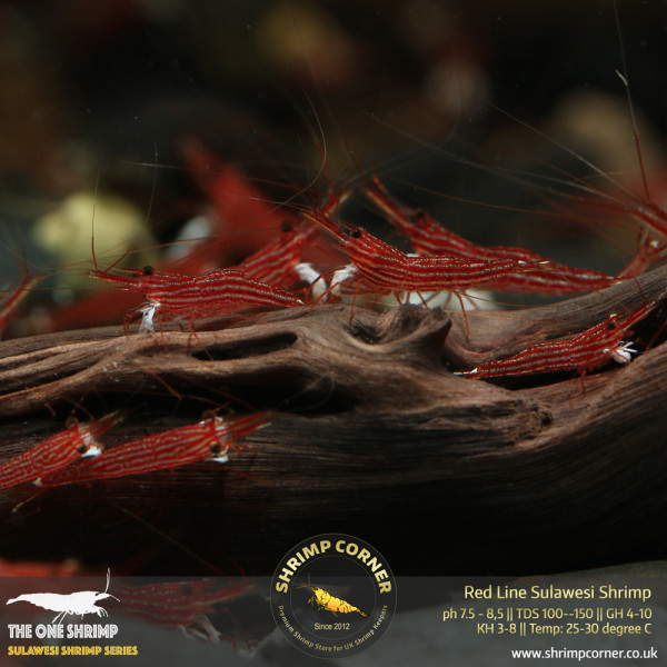 Red Line Sulawesi Shrimp