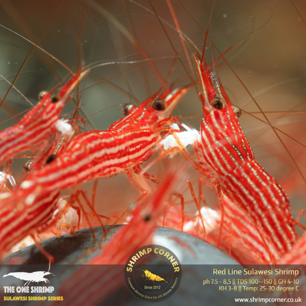Red Line Sulawesi Shrimp