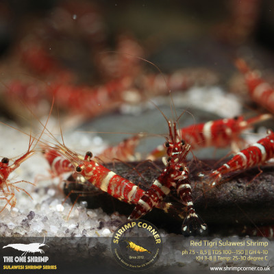 Red Tigri - Sulawesi Shrimp @ Shrimp Corner UK 2