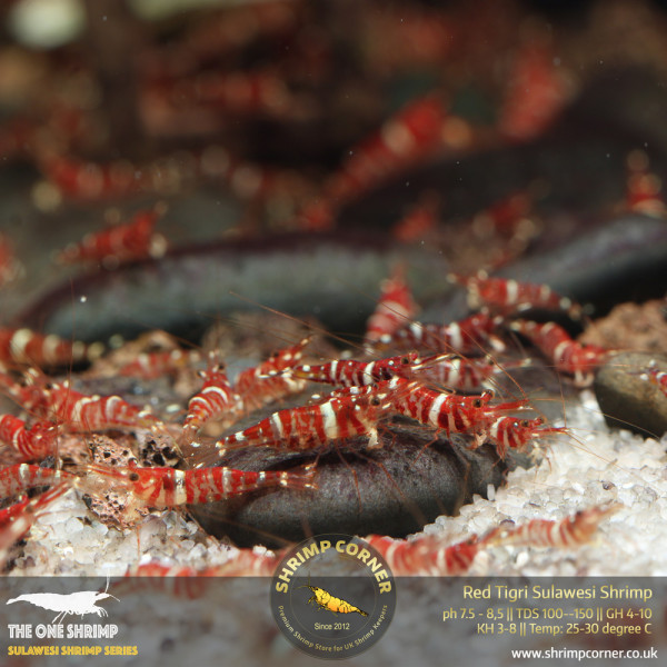 Red Tigri - Sulawesi Shrimp @ Shrimp Corner UK