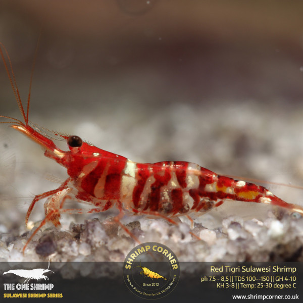 Red Tigri - Sulawesi Shrimp @ Shrimp Corner UK