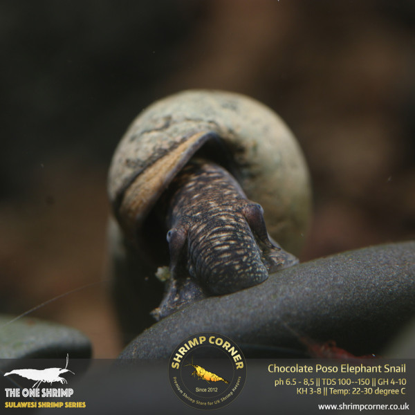 Chocolate Poso Elephant Snails