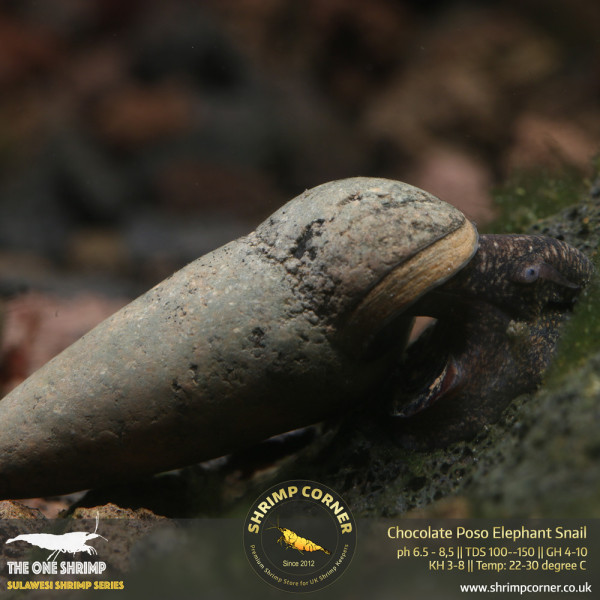 Chocolate Poso Elephant Snails