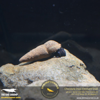 Chocolate Poso Elephant Snails 2
