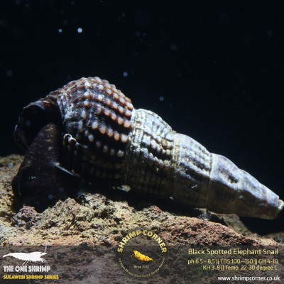 Black Spotted Poso Elephant Snail