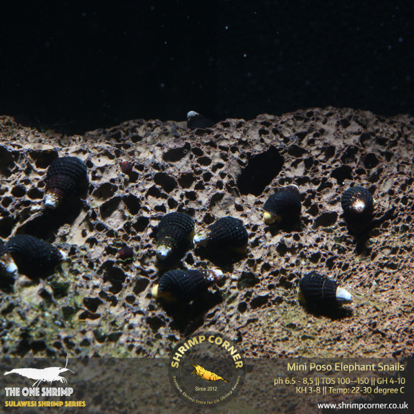 Mini Poso Elephant Snail
