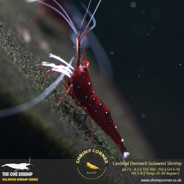 Cardinal Dennerli Sulawesi Shrimp @ Shrimp Corner