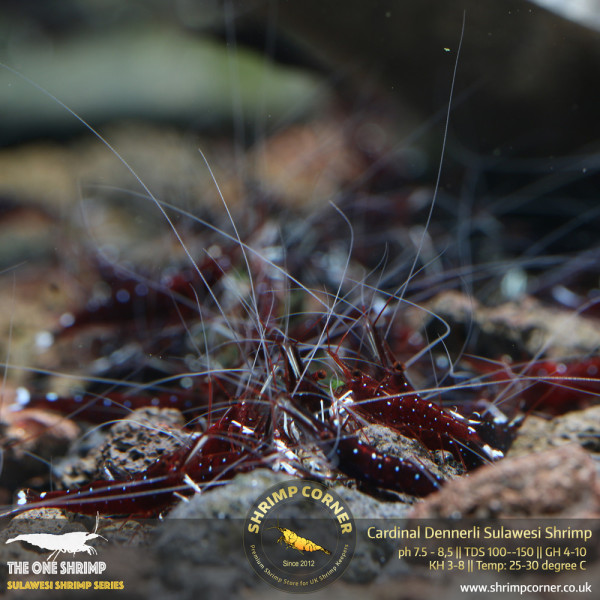 Cardinal Dennerli Sulawesi Shrimp @ Shrimp Corner