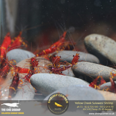 Yellow Cheek/ Yellow Stripe Sulawesi Shrimp @ Shrimp Corner 2