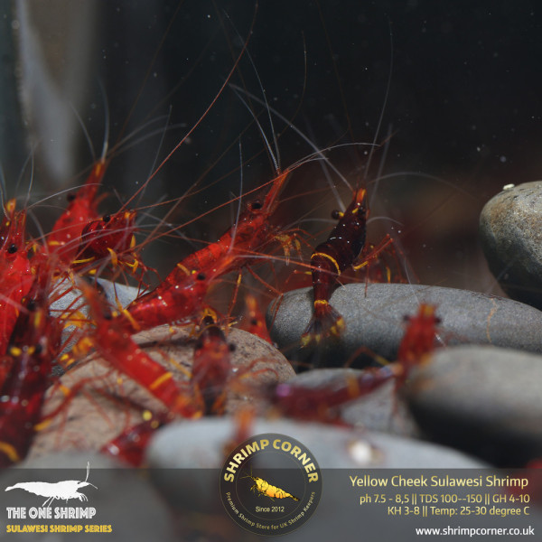 Yellow Cheek/ Yellow Stripe Sulawesi Shrimp @ Shrimp Corner