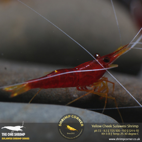 Yellow Cheek/ Yellow Stripe Sulawesi Shrimp @ Shrimp Corner