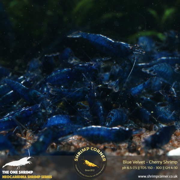 Blue Velvet Shrimp @ Shrimp Corner