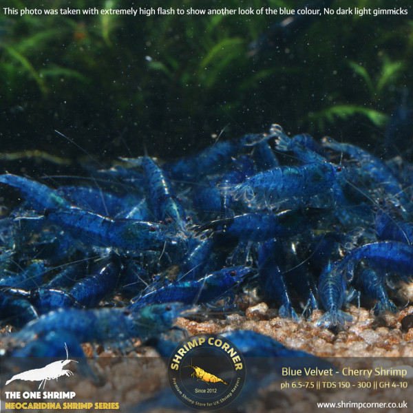 Blue Velvet Shrimp @ Shrimp Corner