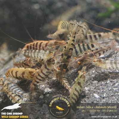 Indian Zebra Shrimp @ Shrimp Corner