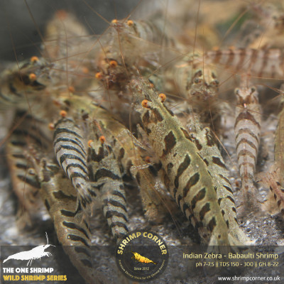 Indian Zebra Shrimp @ Shrimp Corner 2