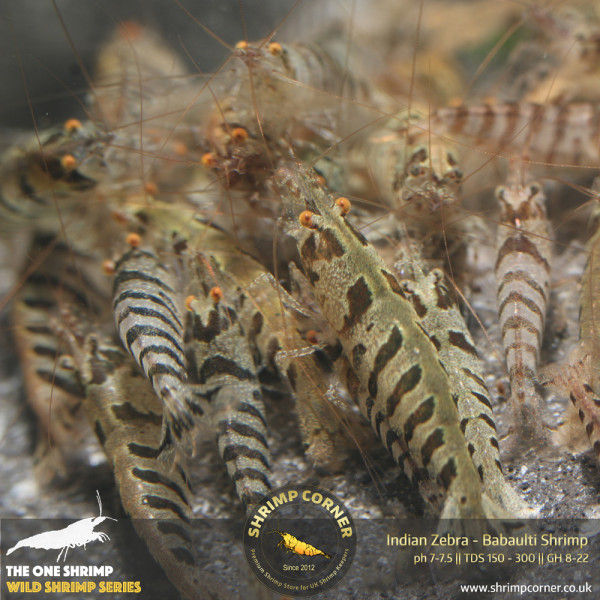 Indian Zebra Shrimp @ Shrimp Corner