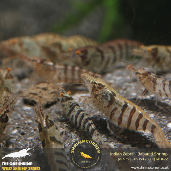 Indian Zebra Shrimp @ Shrimp Corner