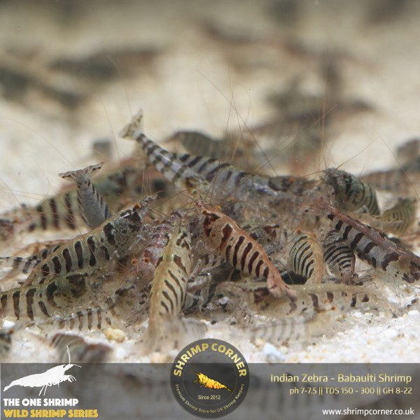 Indian Zebra Shrimp @ Shrimp Corner