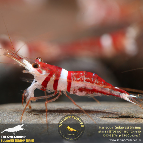 Harlequin Sulawesi Shrimp @ Shrimp Corner