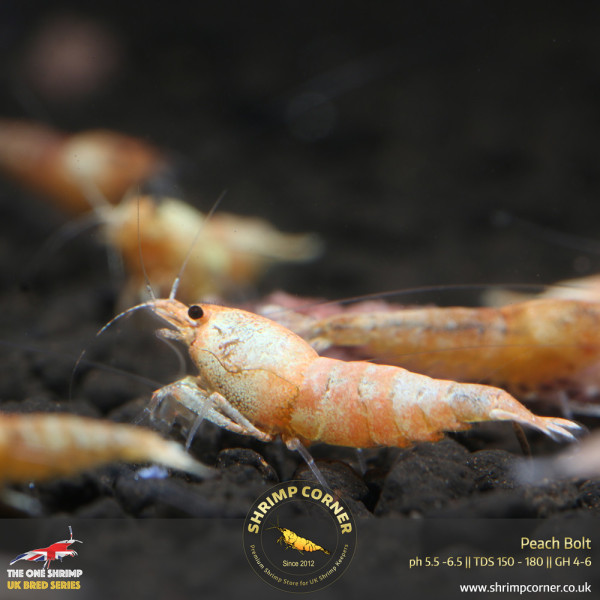Red & Peach Bolt Shrimp