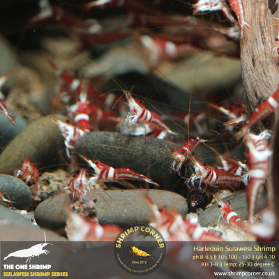 Harlequin Sulawesi Shrimp @ Shrimp Corner