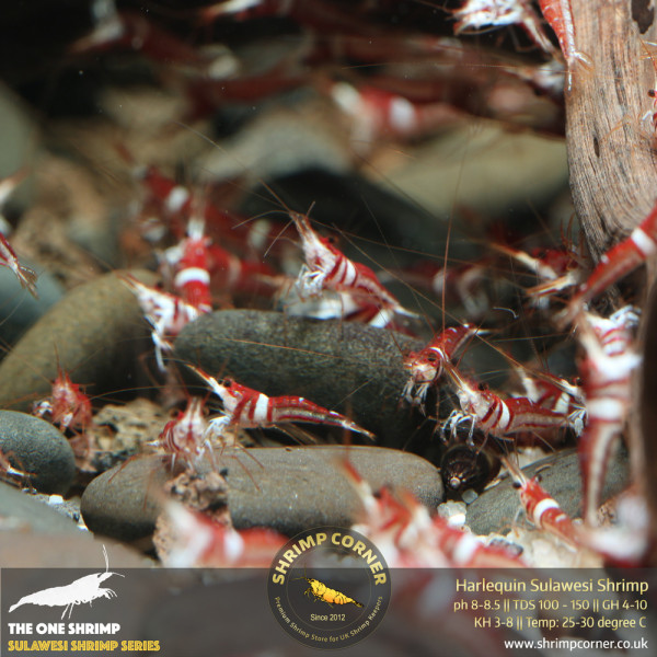 Harlequin Sulawesi Shrimp @ Shrimp Corner