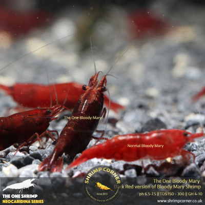 The One Bloody Mary Shrimp - UK's Best Bloody Mary Shrimp