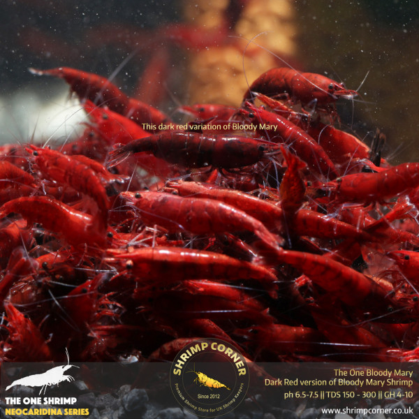 The One Bloody Mary Shrimp - UK's Best Bloody Mary Shrimp