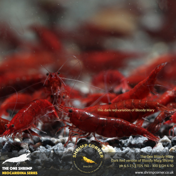 The One Bloody Mary Shrimp - UK's Best Bloody Mary Shrimp