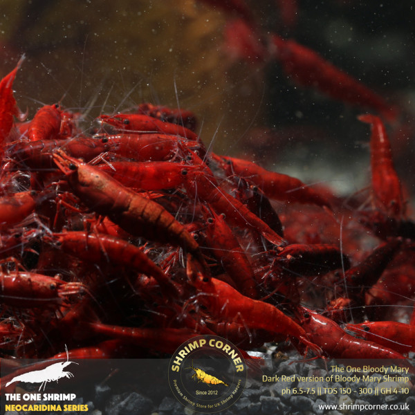 The One Bloody Mary Shrimp - UK's Best Bloody Mary Shrimp