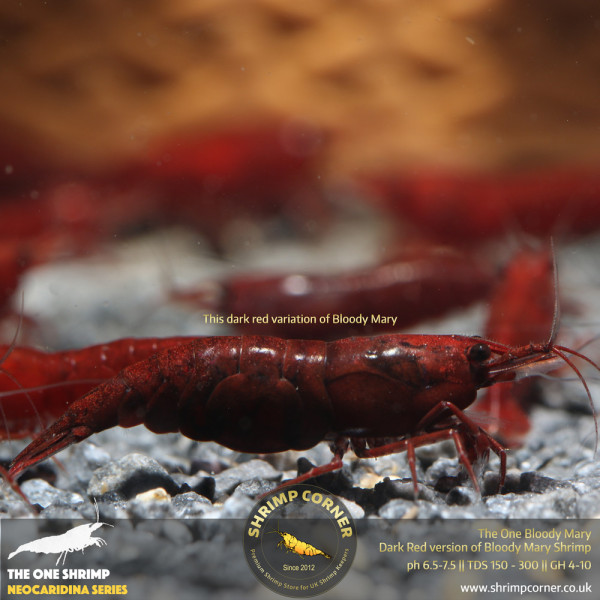 The One Bloody Mary Shrimp - UK's Best Bloody Mary Shrimp