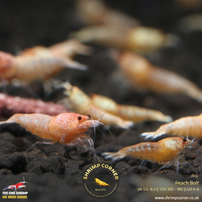 Red & Peach Bolt Shrimp