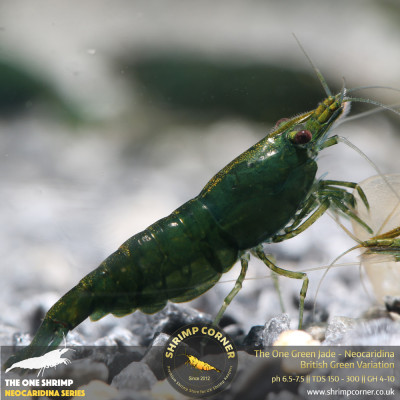 The One Green Jade Shrimp @ Shrimp Corner 2
