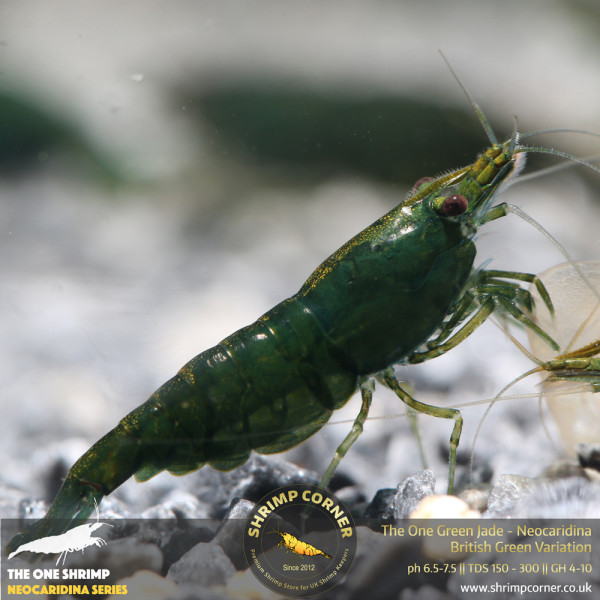 The One Green Jade Shrimp @ Shrimp Corner