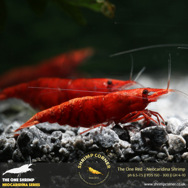 The One Red Shrimp - UK's Best Fire Red Shrimp