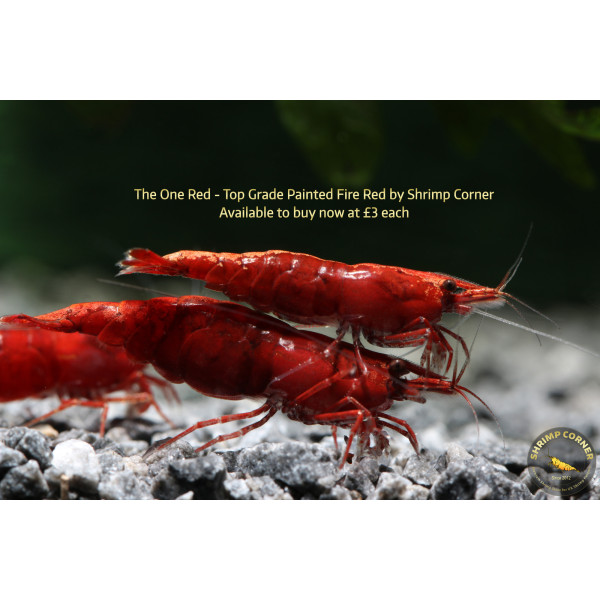 The One Red Shrimp - UK's Best Fire Red Shrimp