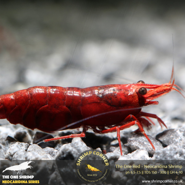The One Red Shrimp - UK's Best Fire Red Shrimp