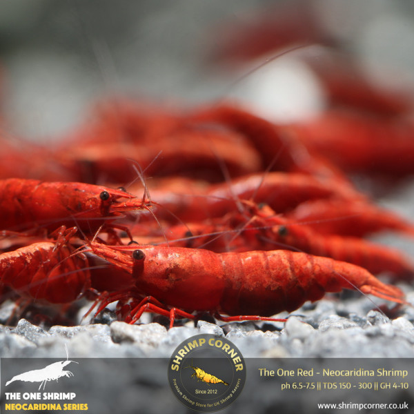 The One Red Shrimp - UK's Best Fire Red Shrimp