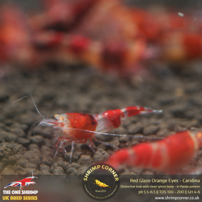 Red Glaze Orange Eyes Shrimp @ Shrimp Corner