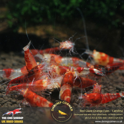 Red Glaze Orange Eyes Shrimp @ Shrimp Corner