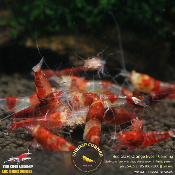 RED GLAZE Orange Eyes Shrimp (8mm-10mm) | Caridina Species