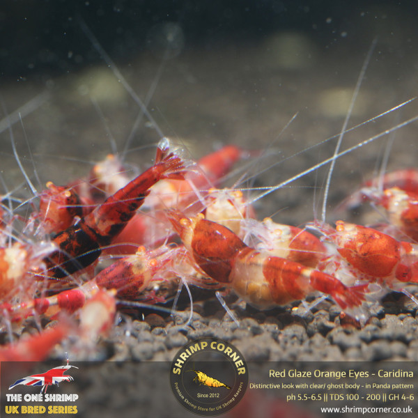 Red Glaze Orange Eyes Shrimp @ Shrimp Corner