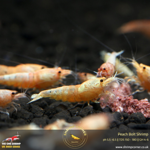 Red & Peach Bolt Shrimp
