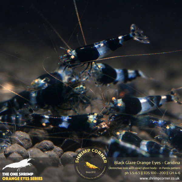 BLACK GLAZE Orange Eyes Shrimp